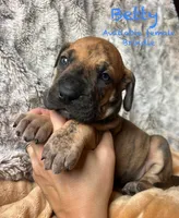 Betty, a female Great Dane for sale in Beaver Dams, NY – 2 of 5