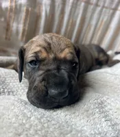 Luca, a male Great Dane for sale in Beaver Dams, NY – 3 of 6