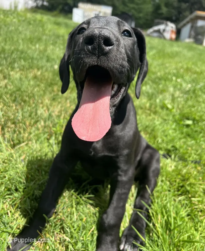 Giulia – Great Dane puppy for sale in Beaver Dams, NY