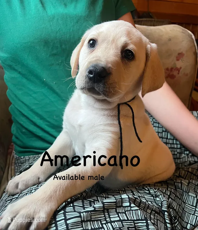 Americano