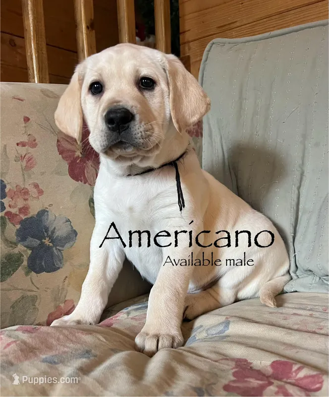 Americano