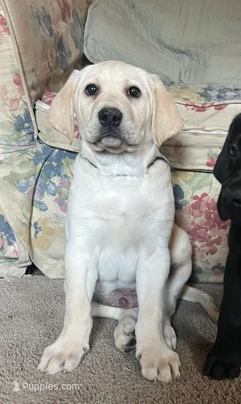 Americano – Labrador Retriever puppy for sale in Beaver Dams, NY