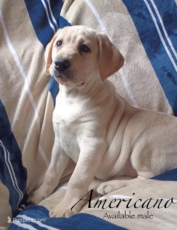 Americano – Labrador Retriever puppy for sale in Beaver Dams, NY