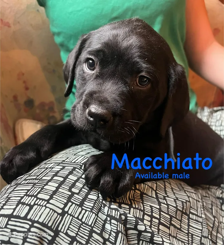 Macchiato