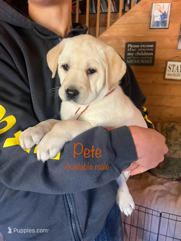 Pete – Labrador Retriever puppy for sale in Beaver Dams, NY