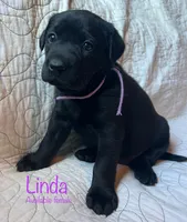 Linda, a female Labrador Retriever for sale in Beaver Dams, NY – 3 of 6