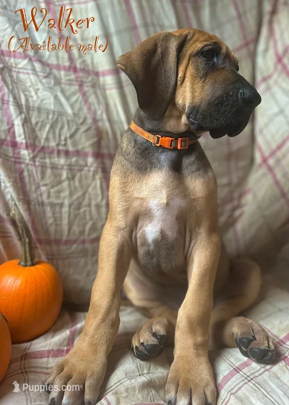 Walker – Great Dane puppy for sale in Beaver Dams, NY