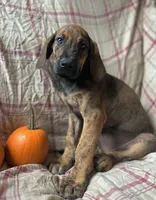 Winnie, a female Great Dane for sale in Beaver Dams, NY – 3 of 5