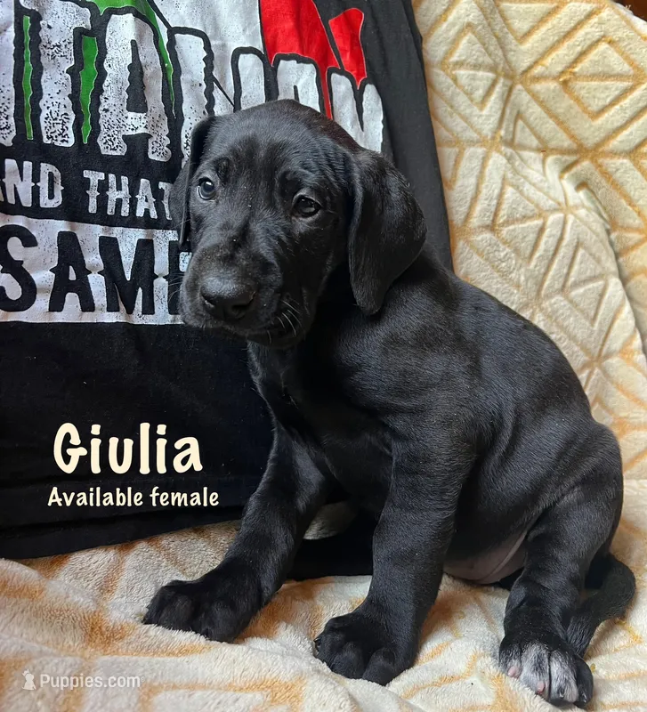 Giulia – Great Dane puppy for sale in Beaver Dams, NY