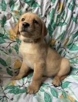 Daffodil , a female Labrador Retriever for sale in Beaver Dams, NY – Photo 2 of 3