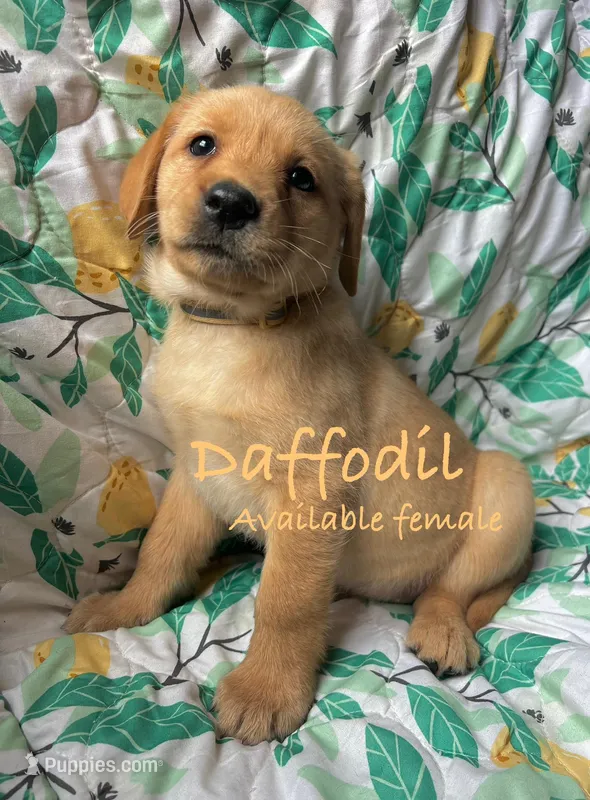 Daffodil  – Labrador Retriever puppy for sale in Beaver Dams, NY