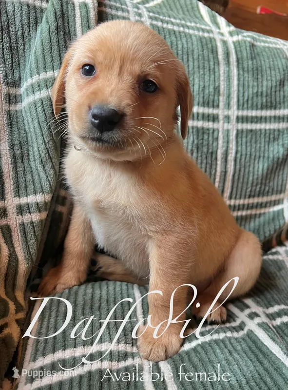 Daffodil  – Labrador Retriever puppy for sale in Beaver Dams, NY