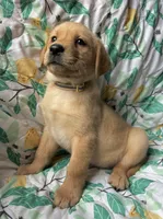 Daffodil , a female Labrador Retriever for sale in Beaver Dams, NY – Photo 3 of 3