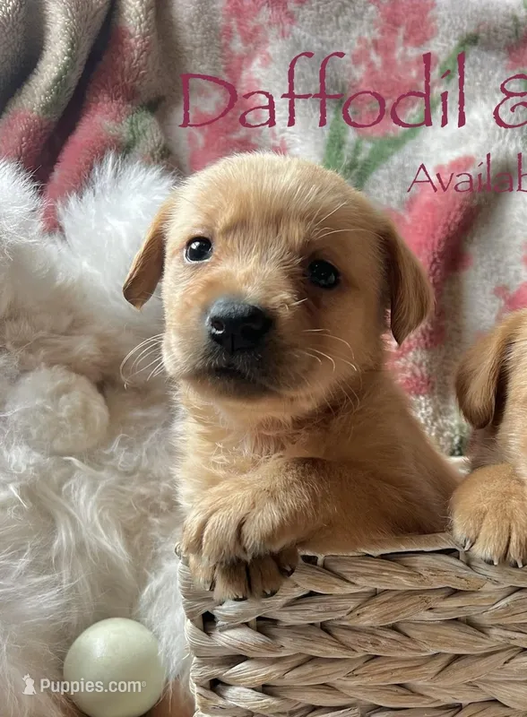 Daffodil  – Labrador Retriever puppy for sale in Beaver Dams, NY