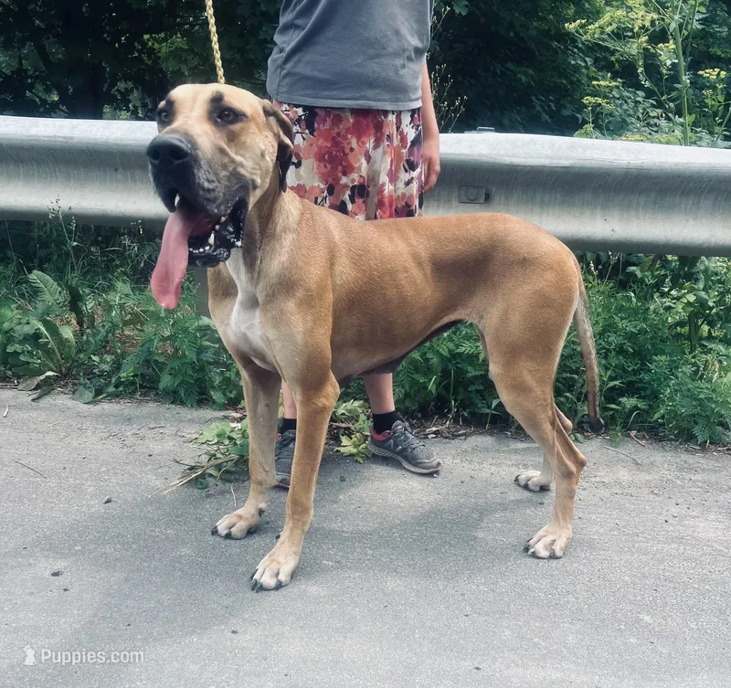 Jesse James  – Great Dane puppy for sale in Beaver Dams, NY