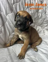 Jesse James , a male Great Dane for sale in Beaver Dams, NY – Photo 1 of 6