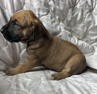 Jesse James , a male Great Dane for sale in Beaver Dams, NY – Photo 2 of 6