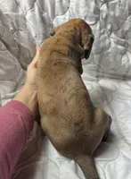 Jesse James , a male Great Dane for sale in Beaver Dams, NY – Photo 3 of 6