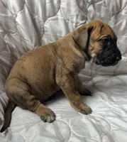 Jesse James , a male Great Dane for sale in Beaver Dams, NY – Photo 4 of 6