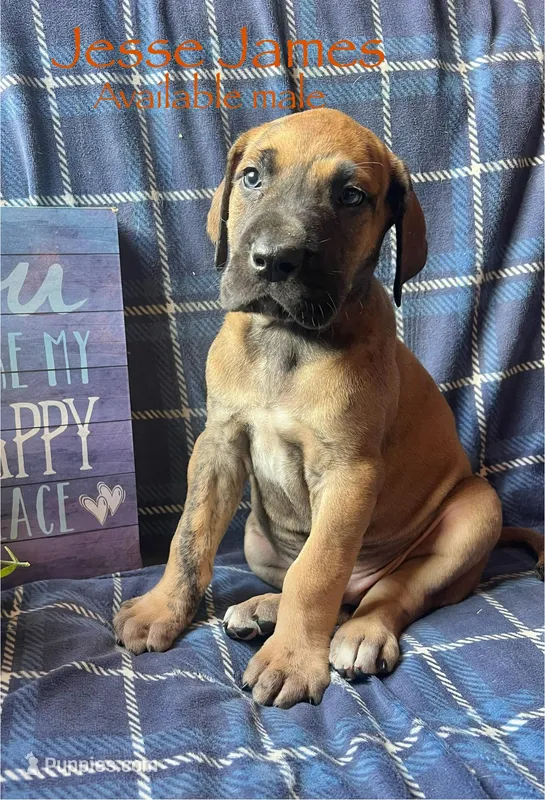 Jesse James  – Great Dane puppy on hold in Beaver Dams, NY