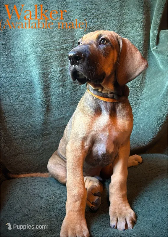Walker – Great Dane puppy for sale in Beaver Dams, NY