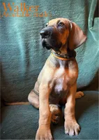 Walker, a male Great Dane for sale in Beaver Dams, NY – 1 of 8