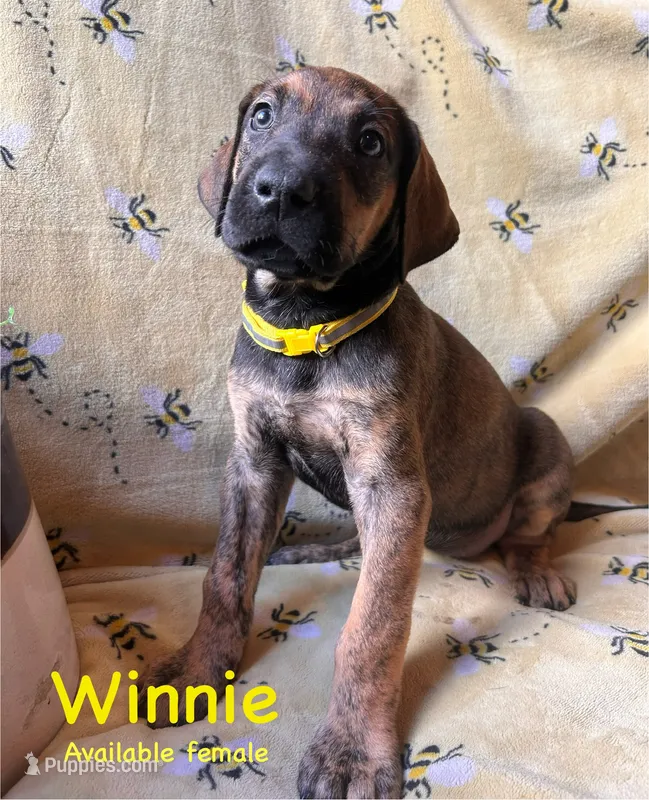 Winnie – Great Dane puppy for sale in Beaver Dams, NY