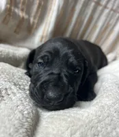Giulia, a female Great Dane for sale in Beaver Dams, NY – 2 of 6