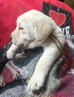 processed/a288b2c8-eb67-4a87-8d91-a7dde7e44868/listing/933fc7d6-ccb9-4689-8bce-0cae1cfb5abf/9f468136-c6da-4874-9842-254d3713e566