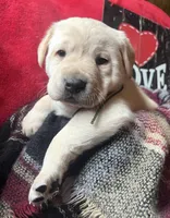 processed/a288b2c8-eb67-4a87-8d91-a7dde7e44868/listing/933fc7d6-ccb9-4689-8bce-0cae1cfb5abf/be2c207c-d97c-487e-b49a-6b1dd232810f