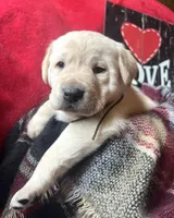 processed/a288b2c8-eb67-4a87-8d91-a7dde7e44868/listing/933fc7d6-ccb9-4689-8bce-0cae1cfb5abf/c8e15c9c-32fb-4c89-8415-1528613711f8