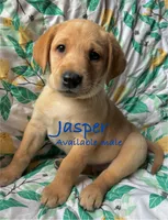 Jasper, a male Labrador Retriever for sale in Beaver Dams, NY – Photo 1 of 3