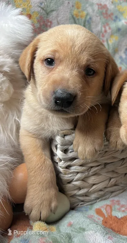 Jasper – Labrador Retriever puppy for sale in Beaver Dams, NY