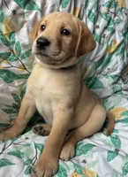 Jasper, a male Labrador Retriever for sale in Beaver Dams, NY – Photo 3 of 3