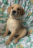 Jasper, a male Labrador Retriever for sale in Beaver Dams, NY – Photo 2 of 3