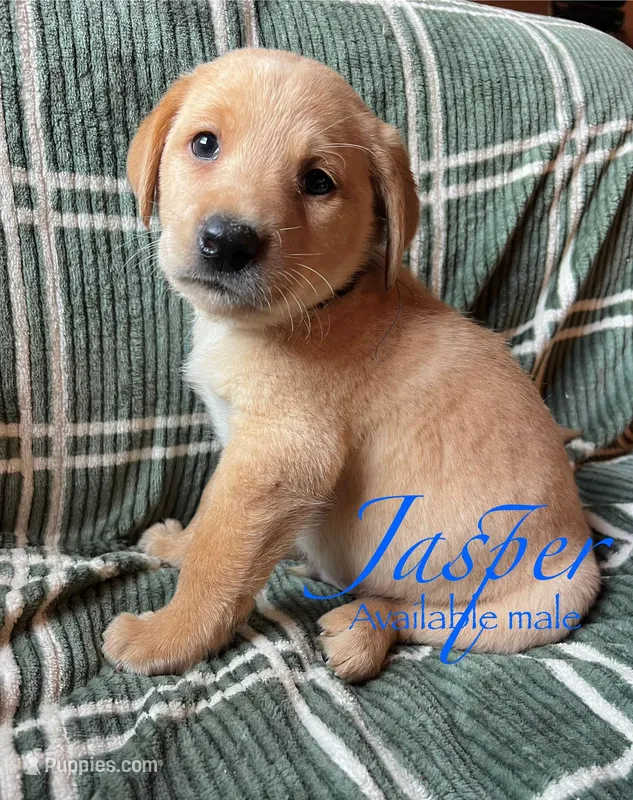 Jasper – Labrador Retriever puppy for sale in Beaver Dams, NY