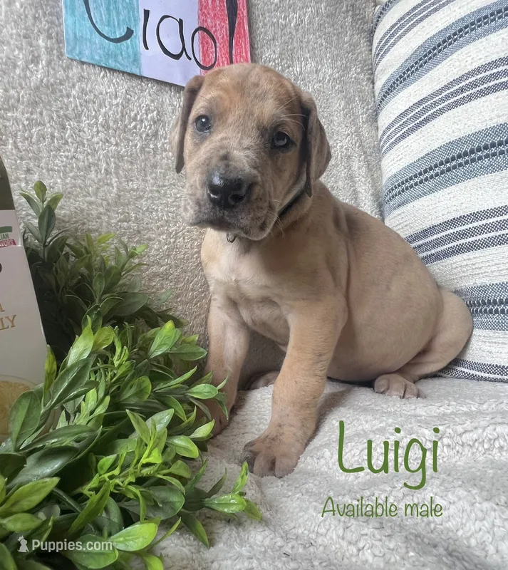 Luigi – Great Dane puppy for sale in Beaver Dams, NY
