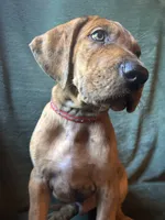 Winston, a male Great Dane for sale in Beaver Dams, NY – 6 of 8