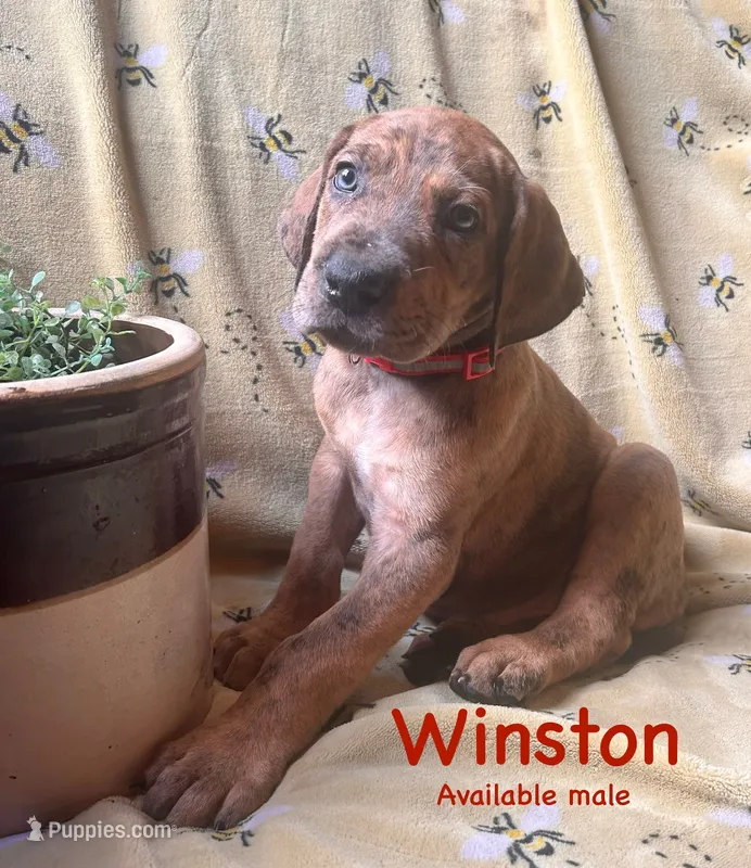 Winston – Great Dane puppy for sale in Beaver Dams, NY
