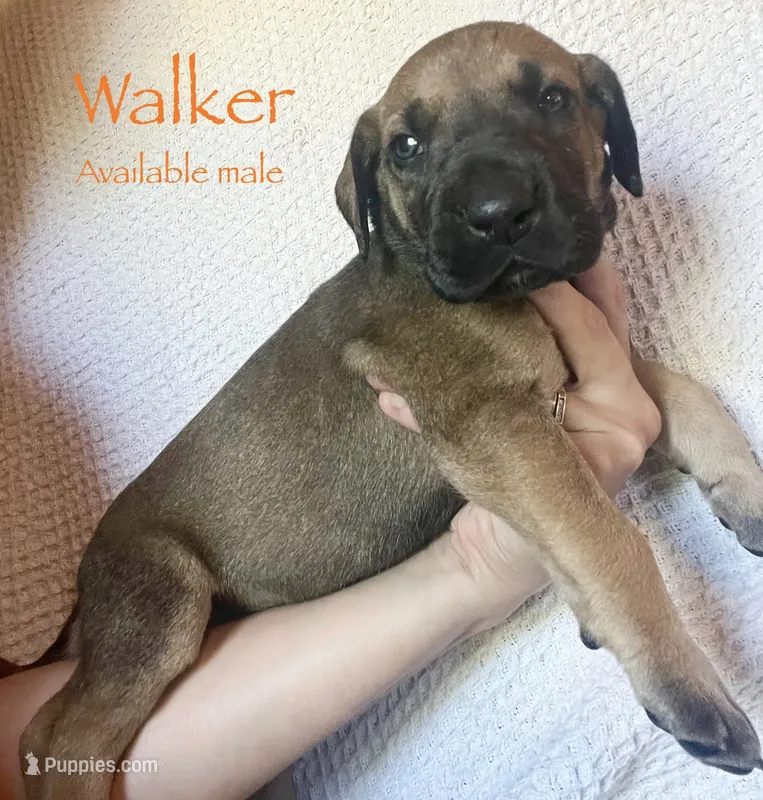 Walker – Great Dane puppy for sale in Beaver Dams, NY