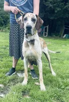 Giulia, a female Great Dane for sale in Beaver Dams, NY – 6 of 6
