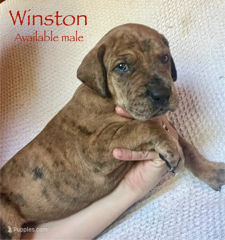 Winston – Great Dane puppy for sale in Beaver Dams, NY