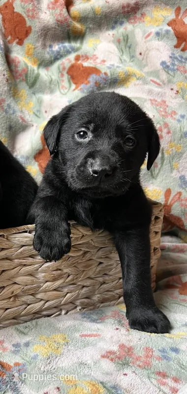 Clover – Labrador Retriever puppy for sale in Beaver Dams, NY