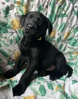Clover, a male Labrador Retriever for sale in Beaver Dams, NY – Photo 2 of 2