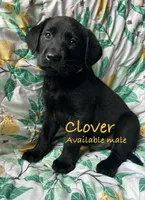 Clover, a male Labrador Retriever for sale in Beaver Dams, NY – Photo 1 of 2