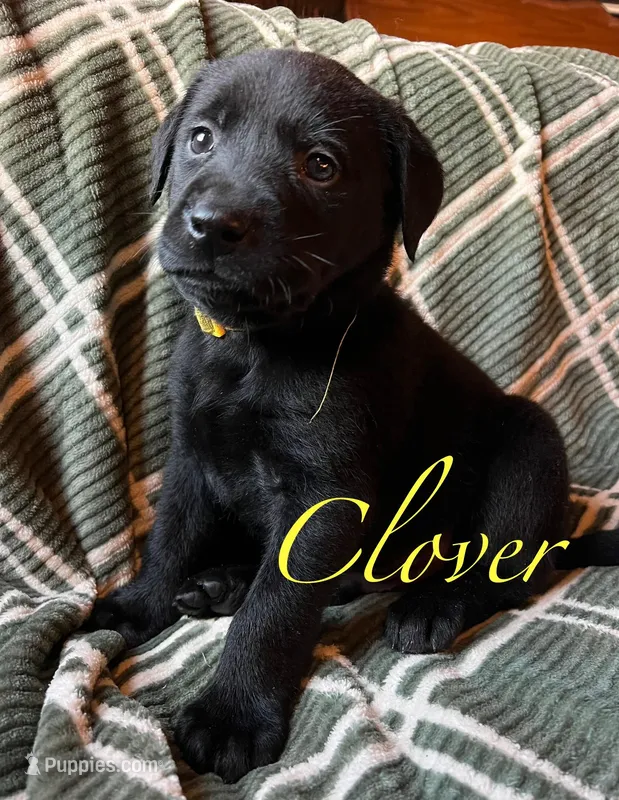 Clover – Labrador Retriever puppy for sale in Beaver Dams, NY