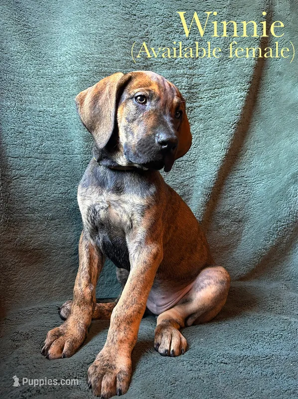 Winnie – Great Dane puppy for sale in Beaver Dams, NY