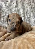 Hopparoo, a female Great Dane for sale in Beaver Dams, NY – 3 of 5
