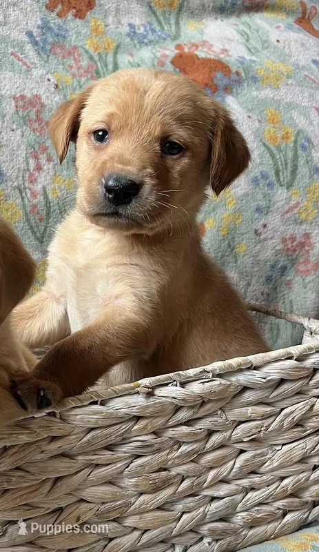 Cypress – Labrador Retriever puppy for sale in Beaver Dams, NY
