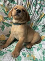 Cypress, a male Labrador Retriever for sale in Beaver Dams, NY – Photo 2 of 3